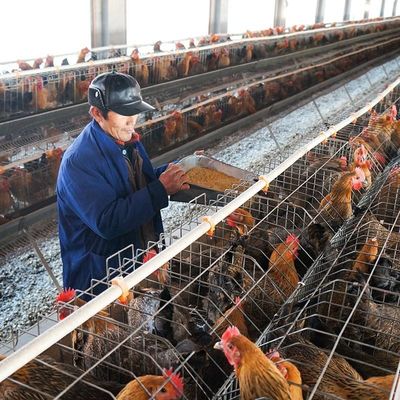 Große Kapazitäts-Geflügel-Kugel, die Maschinen-Kaninchen-Huhn 5mm macht